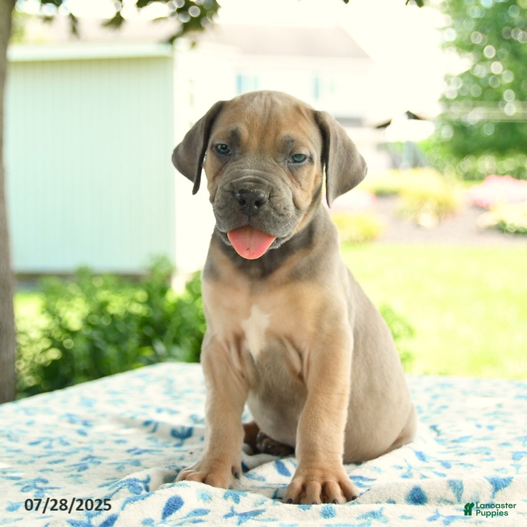 Cane Corso dogs for sale: Haden - Image 5