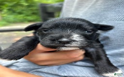 Miniature Schnauzer dogs for sale: Ellie - Image 3