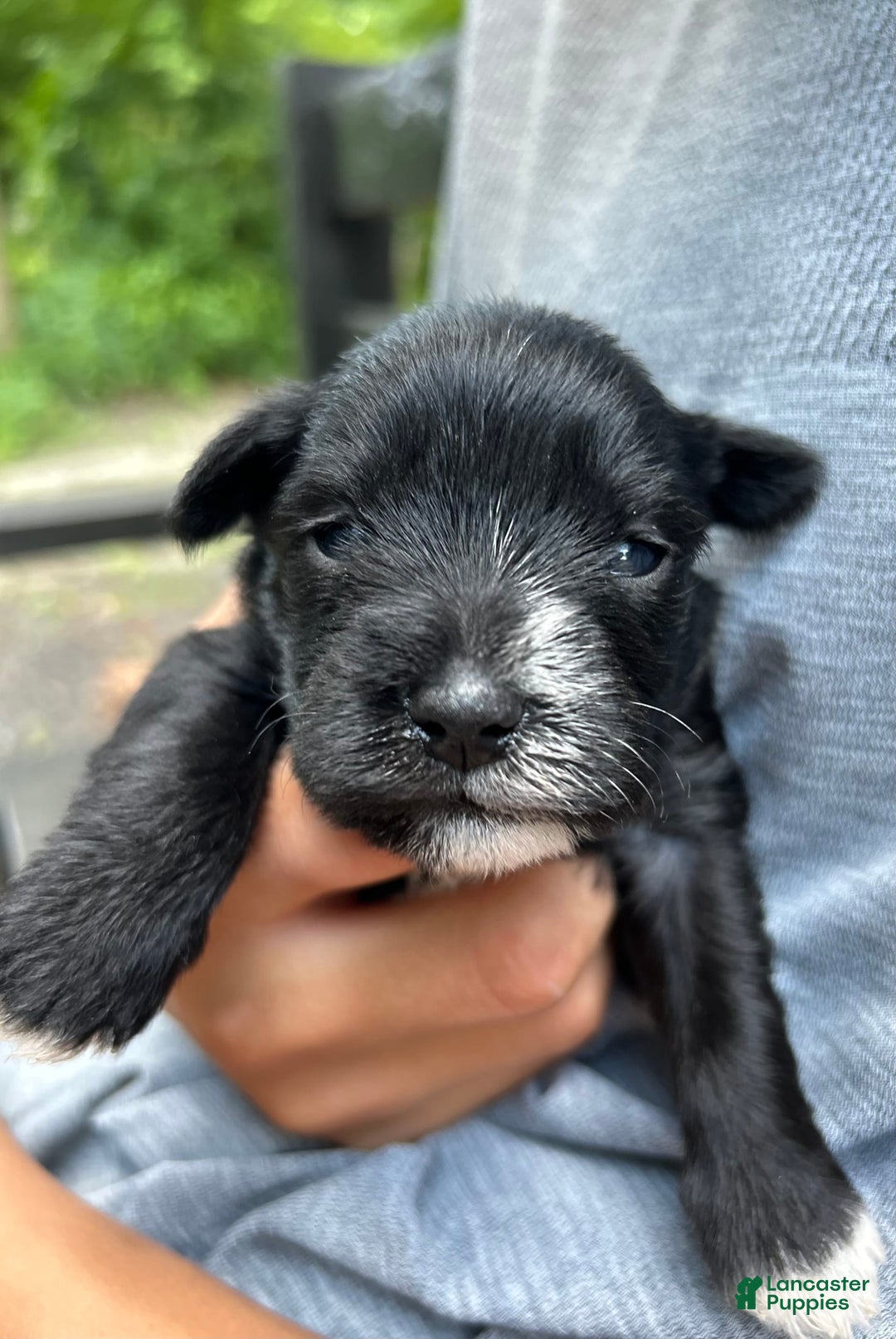 Miniature Schnauzer dogs for sale: Ellie - Image 3