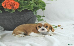 Cavalier King Charles Spaniel dogs for sale: Stella - Image 5
