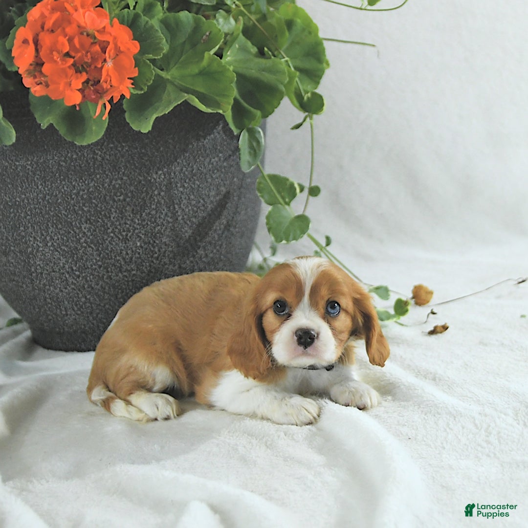 Cavalier King Charles Spaniel dogs for sale: Stella - Image 5