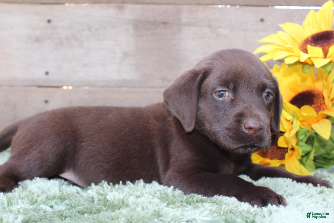 Labrador Retriever dogs for sale: Benny - Image 7