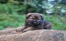 German Shepherd dogs for sale: Karma - Image 15