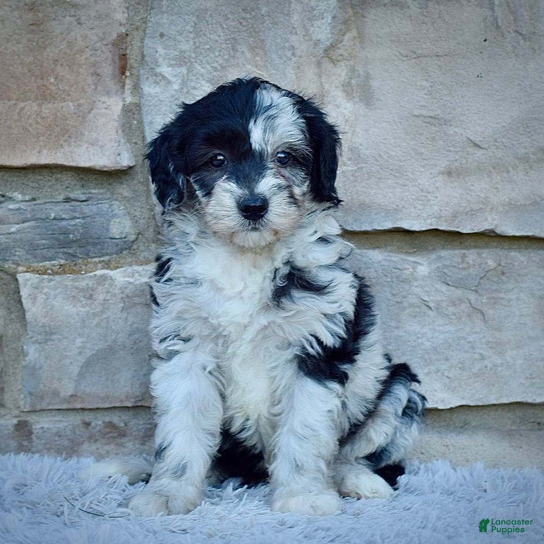 Mini Goldendoodle dogs for sale: Mr. Marley - Image 6