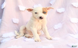 Siberian Husky dogs for sale: Bear - Image 6