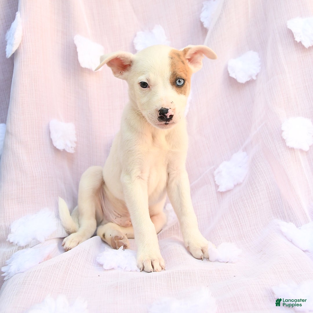 Siberian Husky dogs for sale: Bear - Image 6
