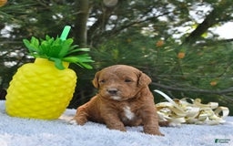 Mini Goldendoodle dogs for sale: Emily - Image 25