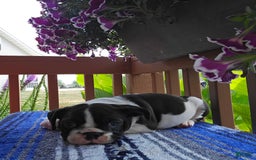 English Bulldog dogs for sale: Mack - Image 8