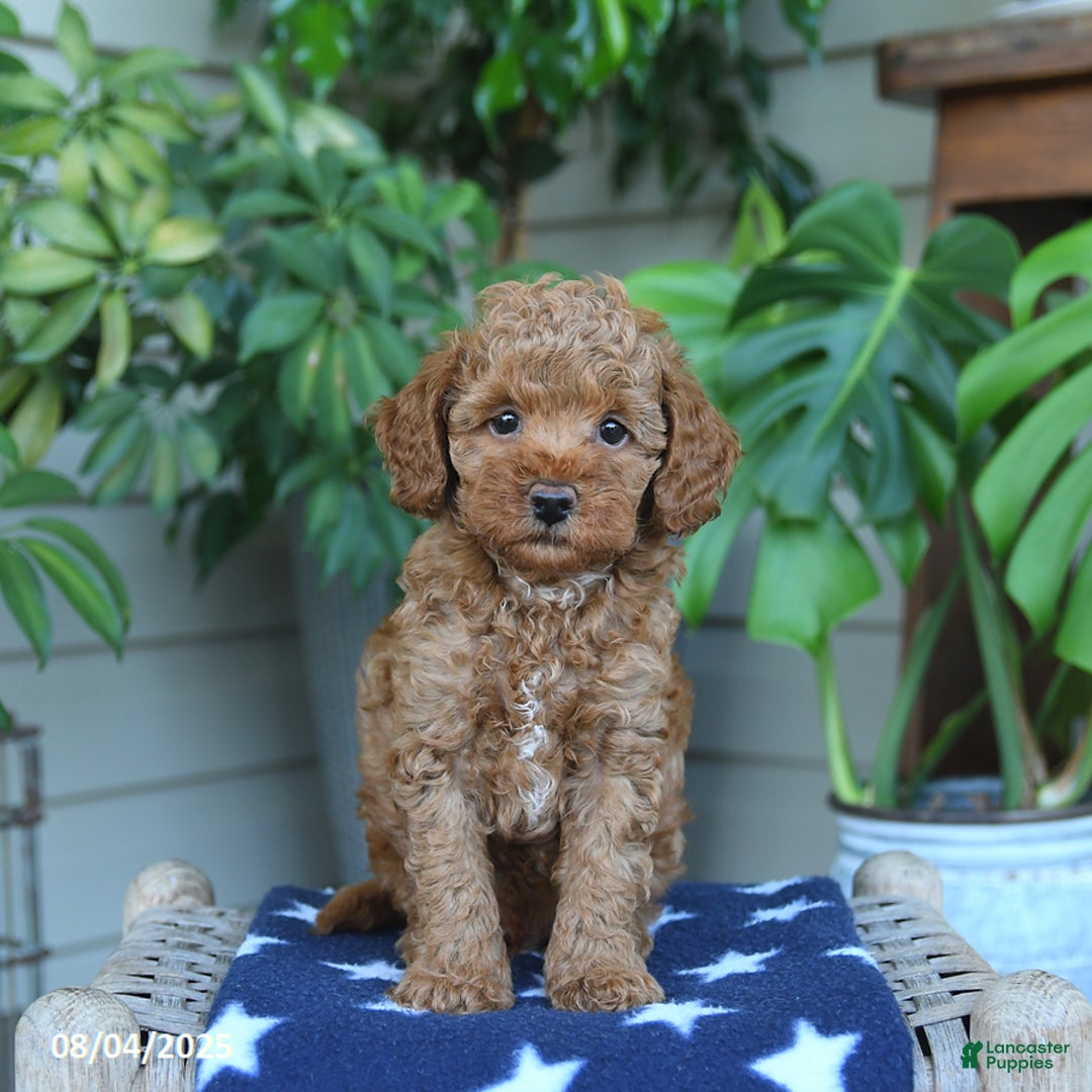Miniature Poodle dogs for sale: Windson - Image 5