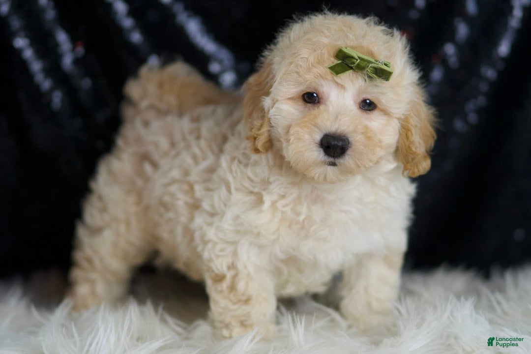 Mini Goldendoodle dogs for sale: Buggy - Image 3
