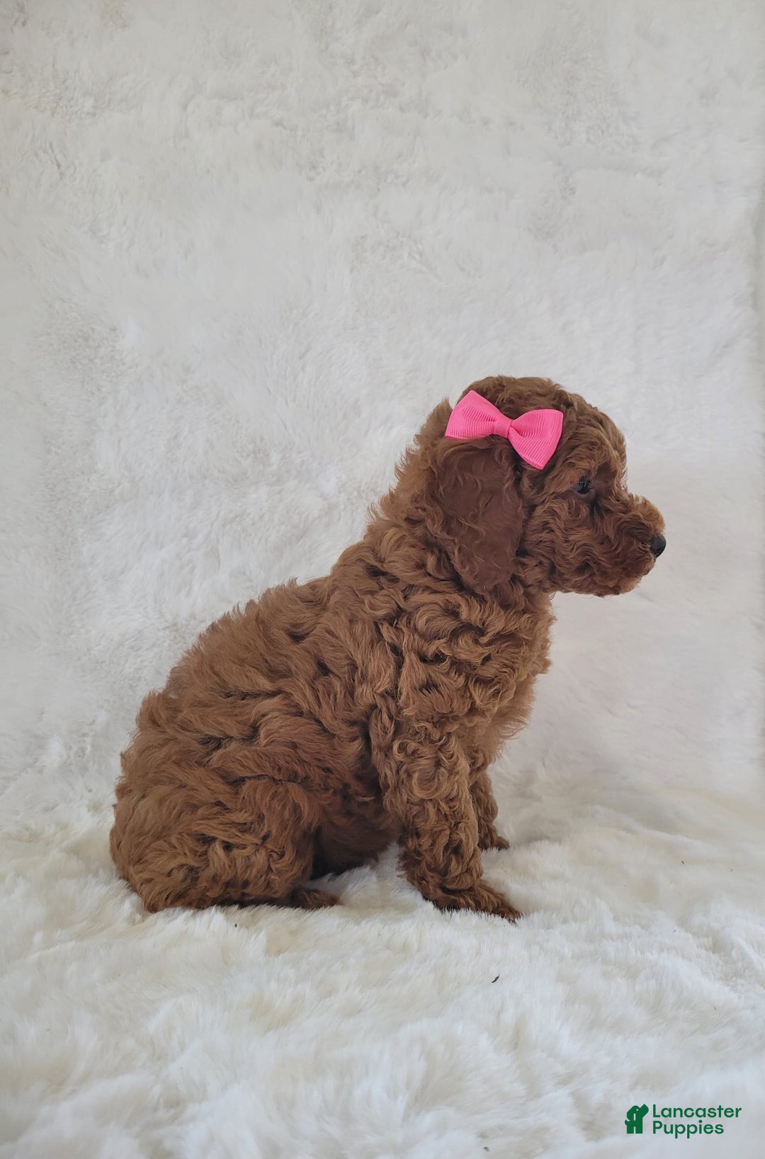  dogs for sale: Mini Goldendoodle 7 puppies - Image 5