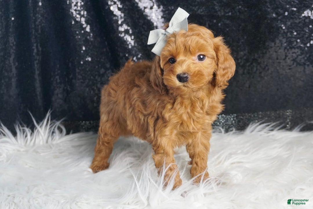 Maltipoo dogs for sale: Maltipoo 2 puppies - Image 8