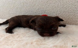 Yorkshire Terrier dogs for sale: Pixie - Image 5