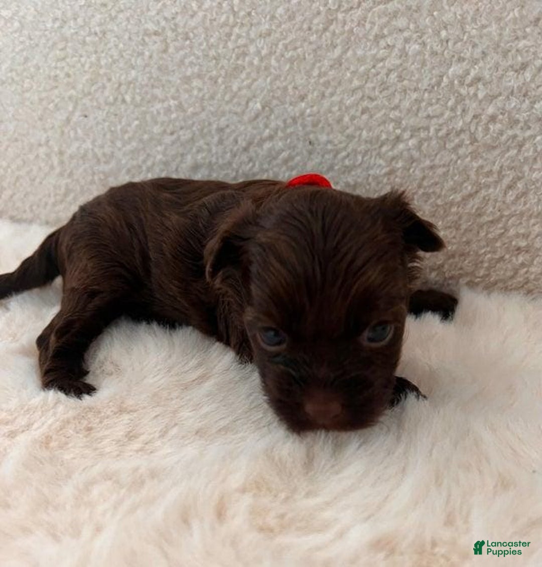 Yorkshire Terrier dogs for sale: Pixie - Image 5