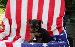 Yorkshire Terrier dogs for sale: Ellington - Image 1