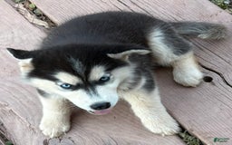 Siberian Husky dogs for sale: Tortuga - Image 17