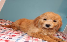  dogs for sale: Mini Goldendoodle 5 puppies - Image 1