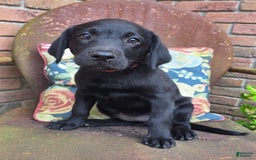 Labrador Retriever dogs for sale: Lola - Image 7