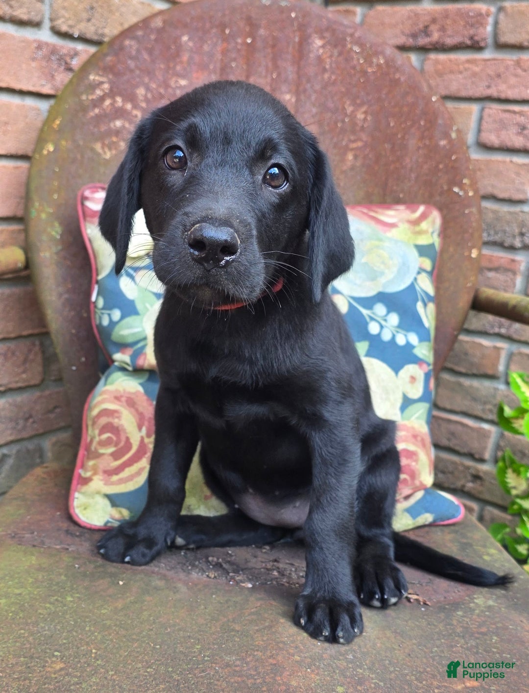 Labrador Retriever dogs for sale: Lola - Image 7