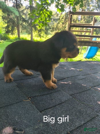 Rottweiler dogs for sale - Ad 2