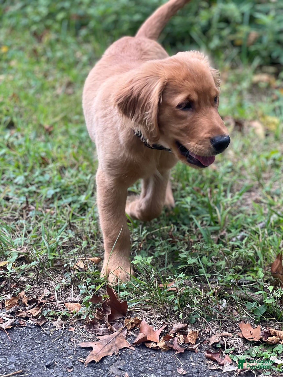 Golden Retriever dogs for sale: Rambo - Image 7