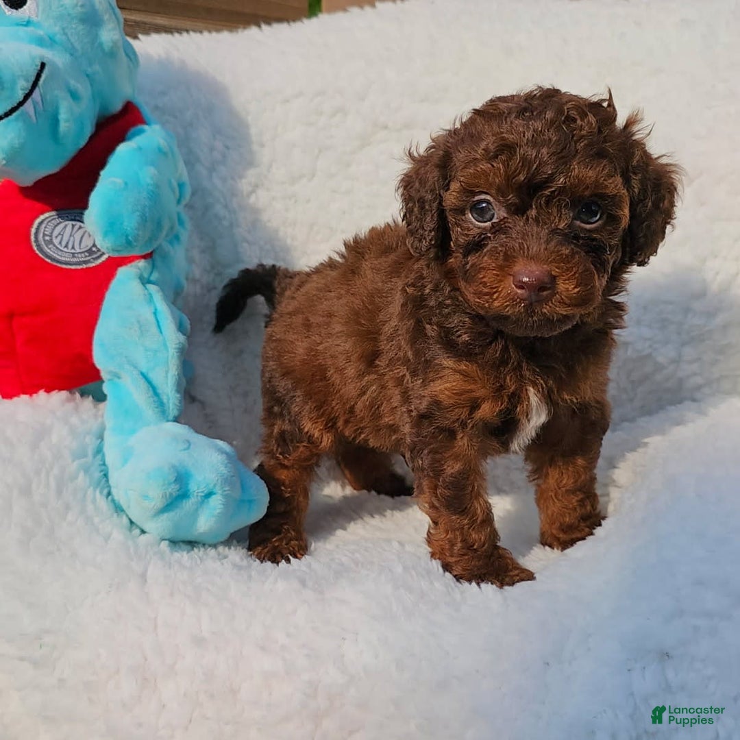Toy Poodle dogs for sale: Tucker - Image 3
