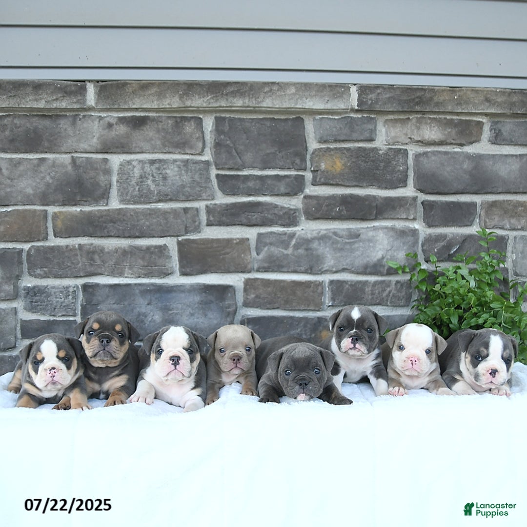 Olde English Bulldogge dogs for sale: Callie - Image 3