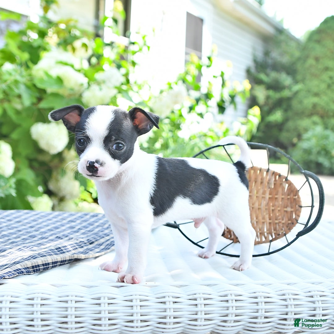 Chihuahua dogs for sale: Brewster - Image 9
