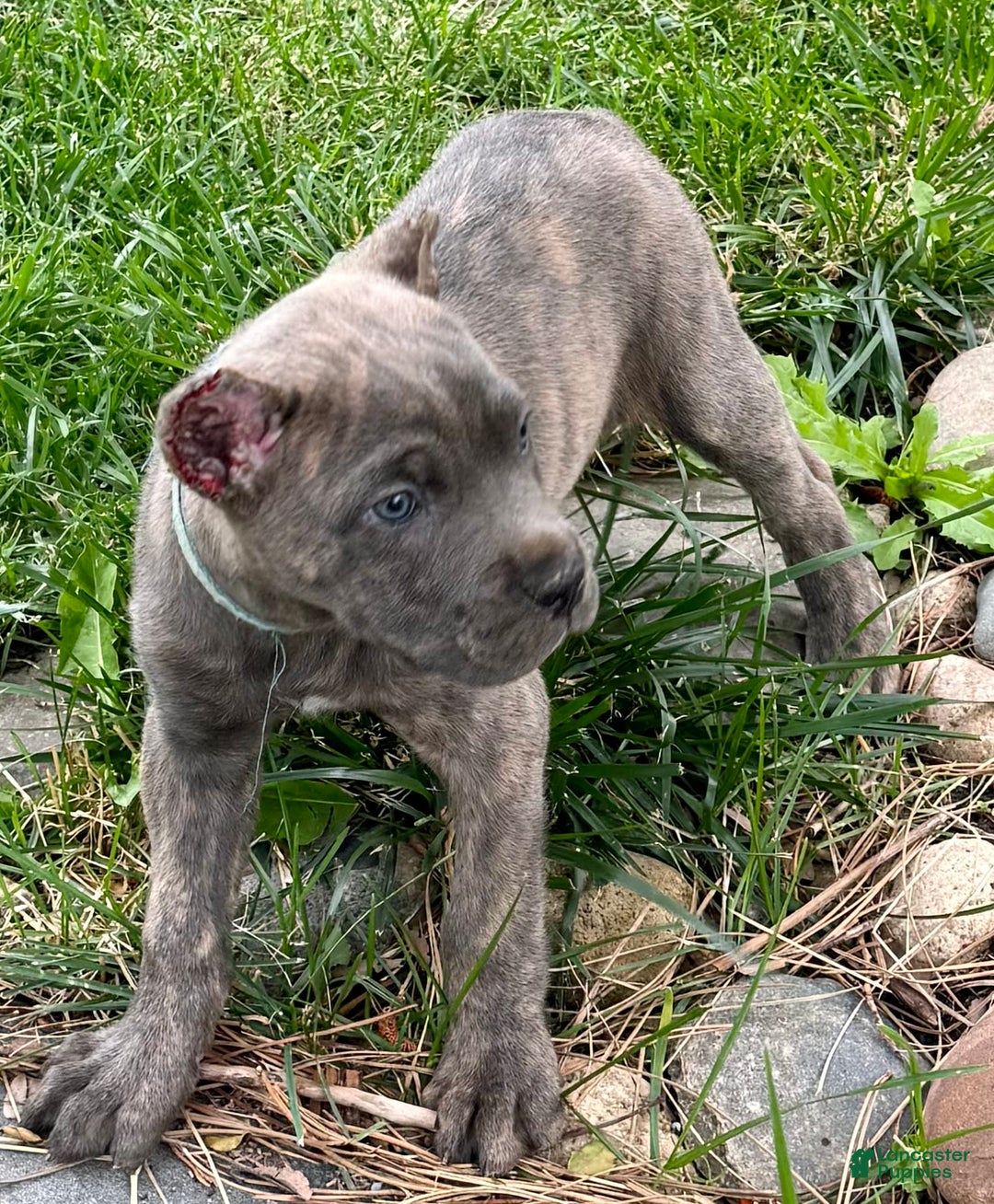 Cane Corso dogs for sale: Bella - Image 10