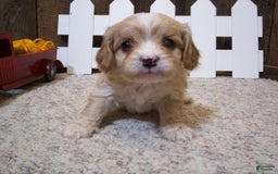 Cavachon dogs for sale: Piper - Image 14