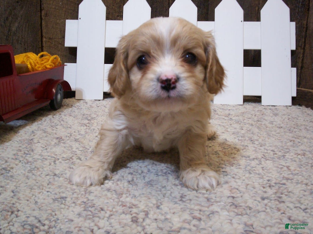 Cavachon dogs for sale: Piper - Image 14