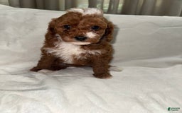 Toy Poodle dogs for sale: Dream - Image 3