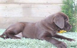 Labrador Retriever dogs for sale: Shishi - Image 4