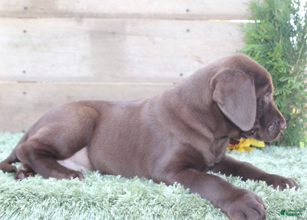 Labrador Retriever dogs for sale: Shishi - Image 4
