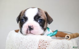French Bulldog dogs for sale: Odin Akc - Image 3