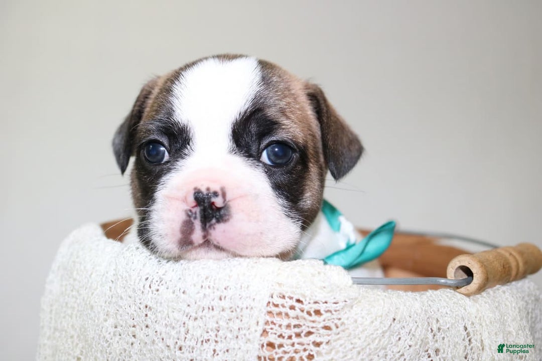 French Bulldog dogs for sale: Odin Akc - Image 3