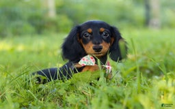 Miniature Dachshund dogs for sale: Joy - Image 5