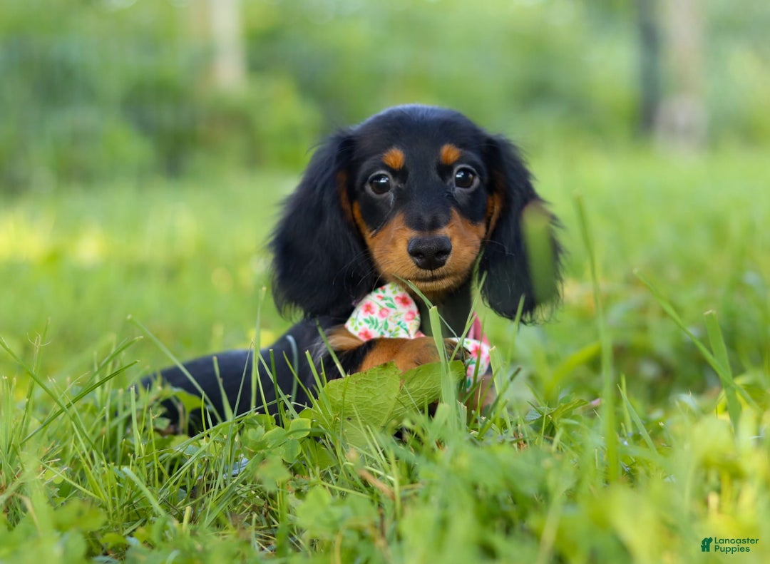 Miniature Dachshund dogs for sale: Joy - Image 5