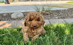 Cockapoo dogs for sale: Glenna - Image 4