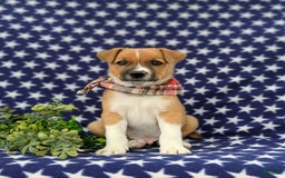 Jack Russell Terrier dogs for sale: Marshall - Image 2