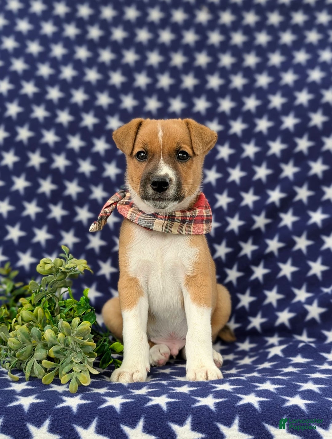 Jack Russell Terrier dogs for sale: Marshall - Image 2