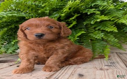 Mini Goldendoodle dogs for sale: Mini-logan - Image 7