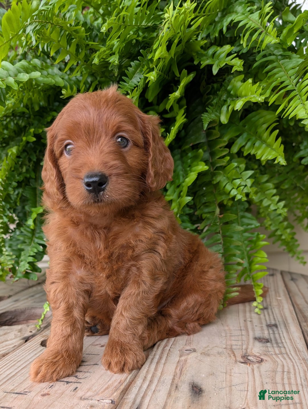 Mini Goldendoodle dogs for sale: Mini-logan - Image 7