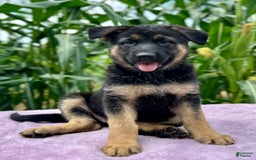 German Shepherd dogs for sale: Nala - Image 1