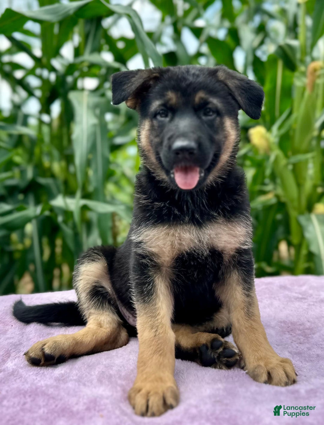 German Shepherd dogs for sale: Nala - Image 1