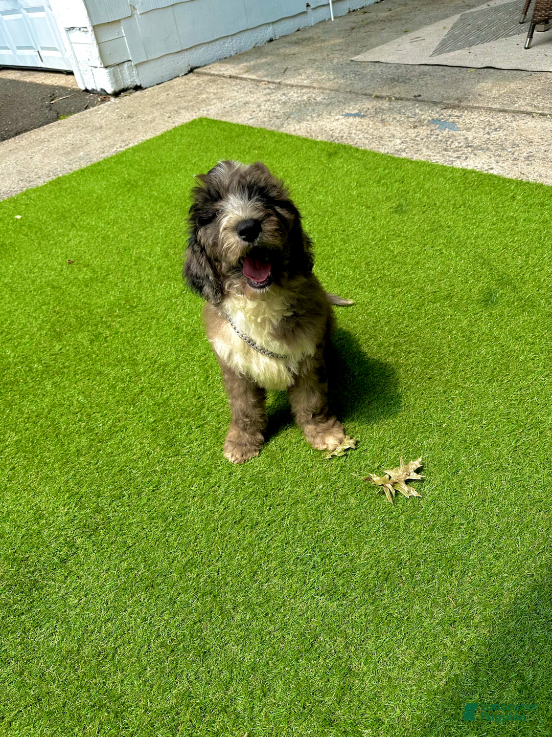 Goldendoodle dogs for sale: Zack - Image 5