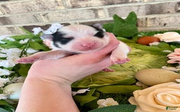Pomsky dogs for sale: Nitro - Image 7