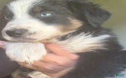 Australian Shepherd dogs for sale: Ace - Image 2
