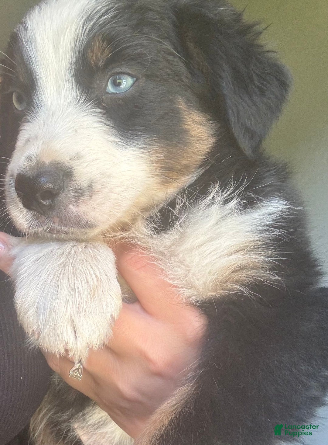 Australian Shepherd dogs for sale: Ace - Image 2