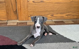 Italian Greyhound dogs for sale: Joey - Image 5